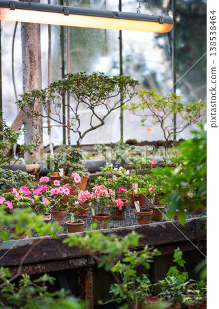 Red azalea blooming in glasshouse. Blossoming rhododendron in clay pot in greenhouse in spring time 138538464