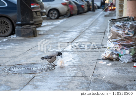 Common crow found plastic bag on street with food leftover and pecking bread bun with beak. Common crow found plastic bag on street with food leftover and pecking bread bun with beak. 138538500