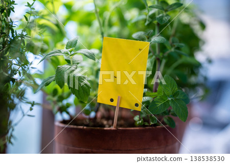 Fungus gnats stuck on yellow sticky trap closeup. Flypaper for Sciaridae insect pests at home garden Fungus gnats stuck on yellow sticky trap closeup. Flypaper for Sciaridae insect pests at home garden 138538530
