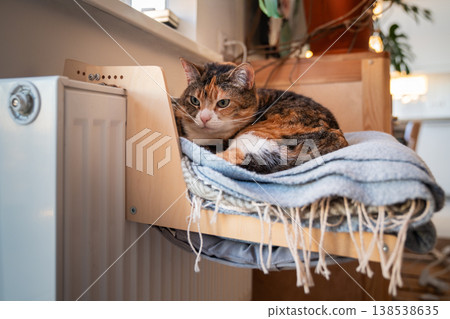 Domestic calico cat lying on shelf on soft plaid, chilling near heater at home. Heating season Domestic calico cat lying on shelf on soft plaid, chilling near heater at home. Heating season 138538635
