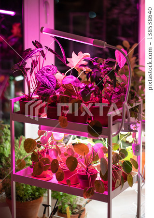 Phyto lamp illuminates plant at home. LED lamp for supplementary lighting of houseplants in winter 138538640