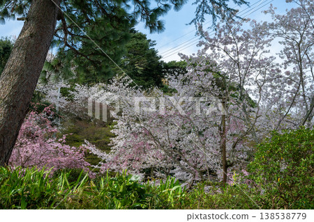 Beautiful spring scenery at Utsubuki Park in Kurayoshi City, Tottori Prefecture, Japan Beautiful spring scenery at Utsubuki Park in Kurayoshi City, Tottori Prefecture, Japan 138538779