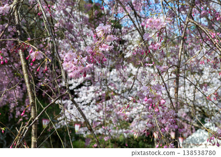 Beautiful spring scenery at Utsubuki Park in Kurayoshi City, Tottori Prefecture, Japan Beautiful spring scenery at Utsubuki Park in Kurayoshi City, Tottori Prefecture, Japan 138538780
