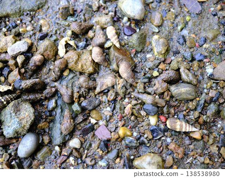 觀察海洋生物:實地考察 觀察海洋生物:實地考察 138538980