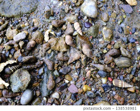 Observing marine life: fieldwork Observing marine life: fieldwork 138538981