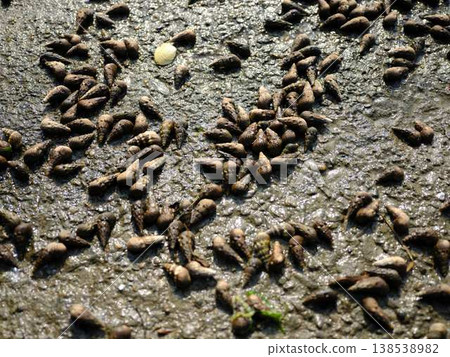 觀察海洋生物：實地考察 138538982