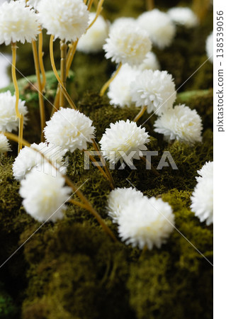 Close up of white dried flowers on green moss with thin stems, natural background 138539056
