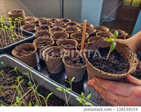 Gardeners gently lifting a young tomato seedling in a biodegradable peat pot, ready for transplant into a home garden for sustainable, organic growth and fresh produce. Gardeners gently lifting a young tomato seedling in a biodegradable peat pot, ready for transplant into a home garden for sustainable, organic growth and fresh produce. 138539154