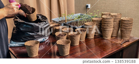 Woman's hands filling biodegradable peat pots with potting soil, preparing them for transplanting young green seedlings, showing the start of a home gardening project and plant care process. Woman's hands filling biodegradable peat pots with potting soil, preparing them for transplanting young green seedlings, showing the start of a home gardening project and plant care process. 138539188