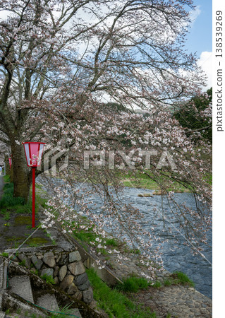 Beautiful cherry blossoms at Mikamo Inn in Maniwa City, Okayama Prefecture, Japan 138539269