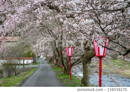 Beautiful cherry blossoms at Mikamo Inn in Maniwa City, Okayama Prefecture, Japan 138539270