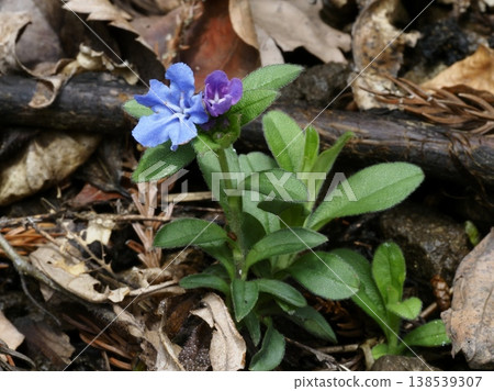The Japanese bellflower changes color from red to blue. The Japanese bellflower changes color from red to blue. 138539307