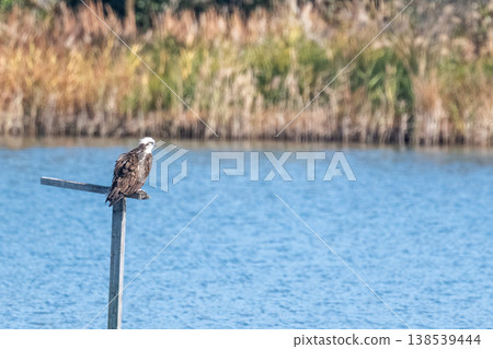 Osprey, the waterside hunter Osprey, the waterside hunter 138539444