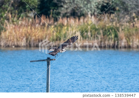 Osprey, the waterside hunter Osprey, the waterside hunter 138539447