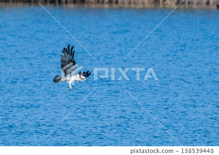 Osprey, the waterside hunter Osprey, the waterside hunter 138539448