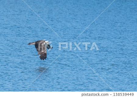 Osprey, the waterside hunter Osprey, the waterside hunter 138539449