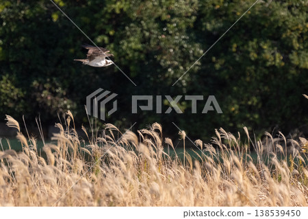 Osprey, the waterside hunter Osprey, the waterside hunter 138539450