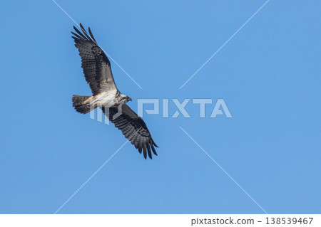 Osprey, the waterside hunter Osprey, the waterside hunter 138539467