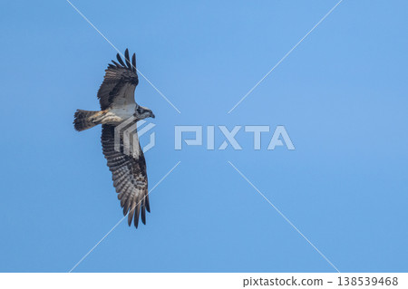 Osprey, the waterside hunter Osprey, the waterside hunter 138539468