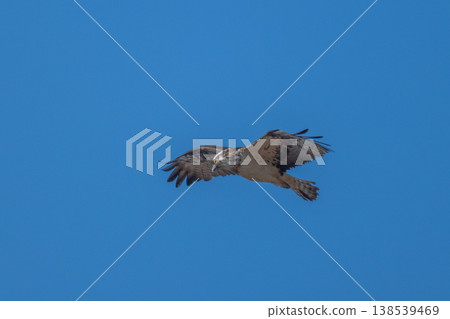 Osprey, the waterside hunter Osprey, the waterside hunter 138539469