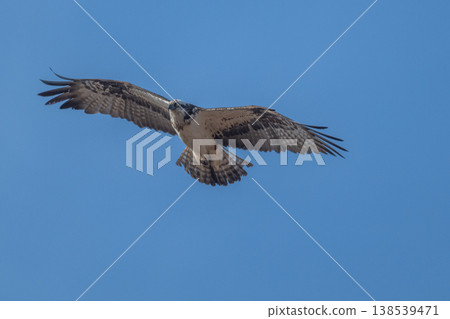 Osprey, the waterside hunter Osprey, the waterside hunter 138539471
