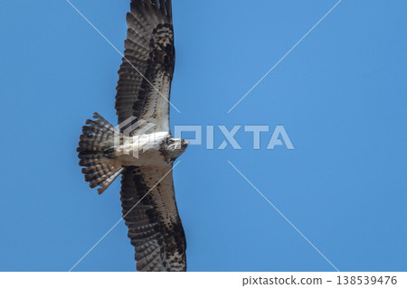 水邊獵手，魚鷹 138539476