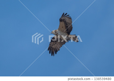 Osprey, the waterside hunter Osprey, the waterside hunter 138539480