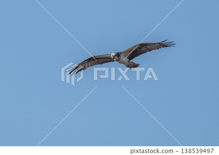 Osprey, the waterside hunter Osprey, the waterside hunter 138539497