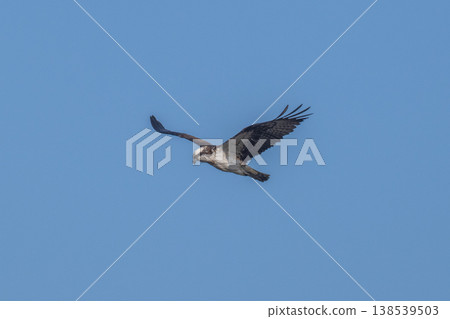 Osprey, the waterside hunter Osprey, the waterside hunter 138539503