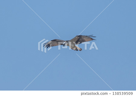 Osprey, the waterside hunter Osprey, the waterside hunter 138539509