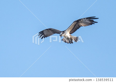Osprey, the waterside hunter 138539511