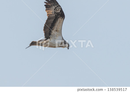 Osprey, the waterside hunter Osprey, the waterside hunter 138539517