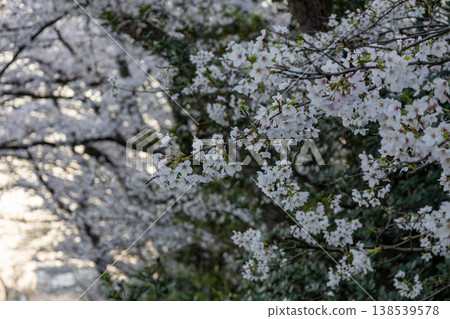 埼玉縣朝霞市黑目川沿岸的春日景色:櫻花盛開 埼玉縣朝霞市黑目川沿岸的春日景色:櫻花盛開 138539578