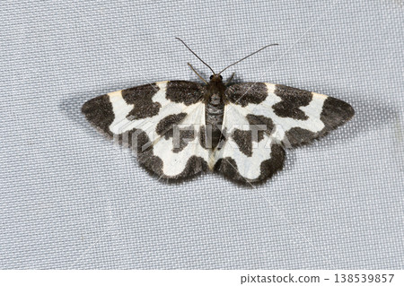 White-banded geometrid moth (Shiretoko, Hokkaido) 138539857
