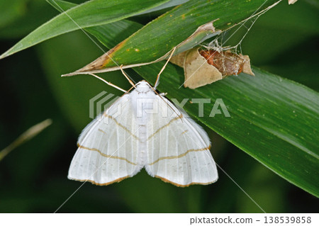 White swallowtail moth (Sounkyo, Hokkaido) 138539858