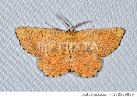 A male *Ectropis obliqua* (Tsurui Village, Hokkaido) 138539859