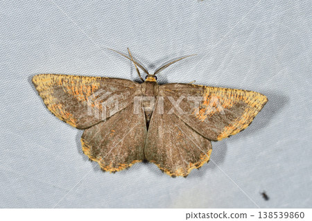 雄性 *Ectropis obliqua*（北海道層雲峽） 138539860