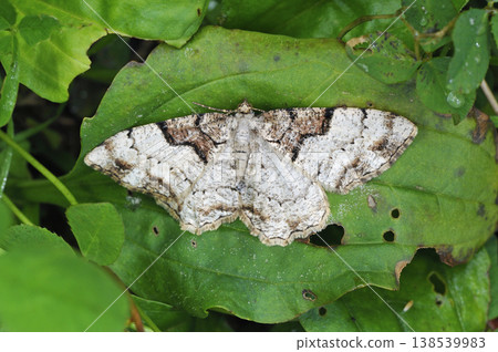 雌性尺蛾 *Nakajiro negroedashaku*（北海道知床市） 138539983