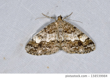 雌蛾 *Hymenakausueda-shika* （北海道知床） 138539984