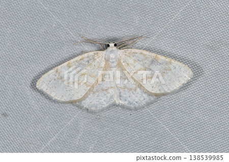A male *Hirayama's White-eda Geometer Moth* (Tsurui Village, Hokkaido) A male *Hirayama's White-eda Geometer Moth* (Tsurui Village, Hokkaido) 138539985