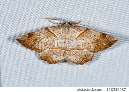 雄性楓葉蛾(知床,北海道) 雄性楓葉蛾(知床,北海道) 138539987