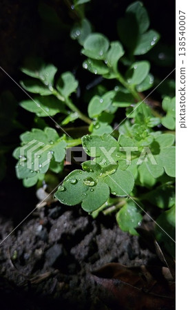 Late at night, after the rain, a drop falls onto a leaf. Late at night, after the rain, a drop falls onto a leaf. 138540007