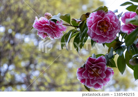 Springtime, Asaka City, Saitama Prefecture: Streetscape, Camellia Springtime, Asaka City, Saitama Prefecture: Streetscape, Camellia 138540255