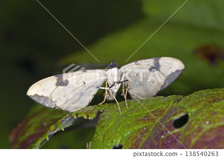 Underside of a large spotted geometrid moth (Sounkyo, Hokkaido) 138540263