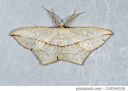 A male *Ectropis obliqua* (Tsurui Village, Hokkaido) 138540326
