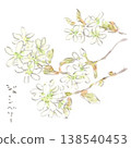 Watercolor illustration of Juneberry blossoms, a spring plant. 138540453