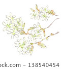 Watercolor illustration of Juneberry blossoms, a spring plant. 138540454
