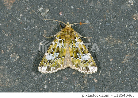 White armyworm (Samani Town, Hokkaido) 138540463