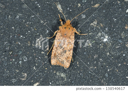 Spotted moth (Samani Town, Hokkaido) 138540617