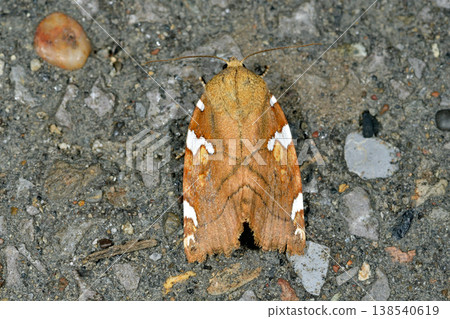 White-spotted moth (Shiretoko, Hokkaido) White-spotted moth (Shiretoko, Hokkaido) 138540619